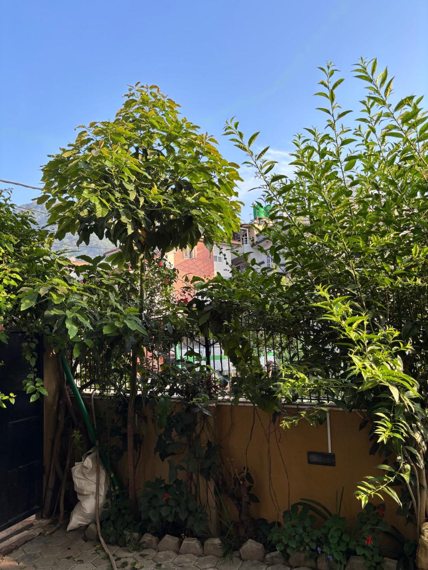 Homestay Mums &